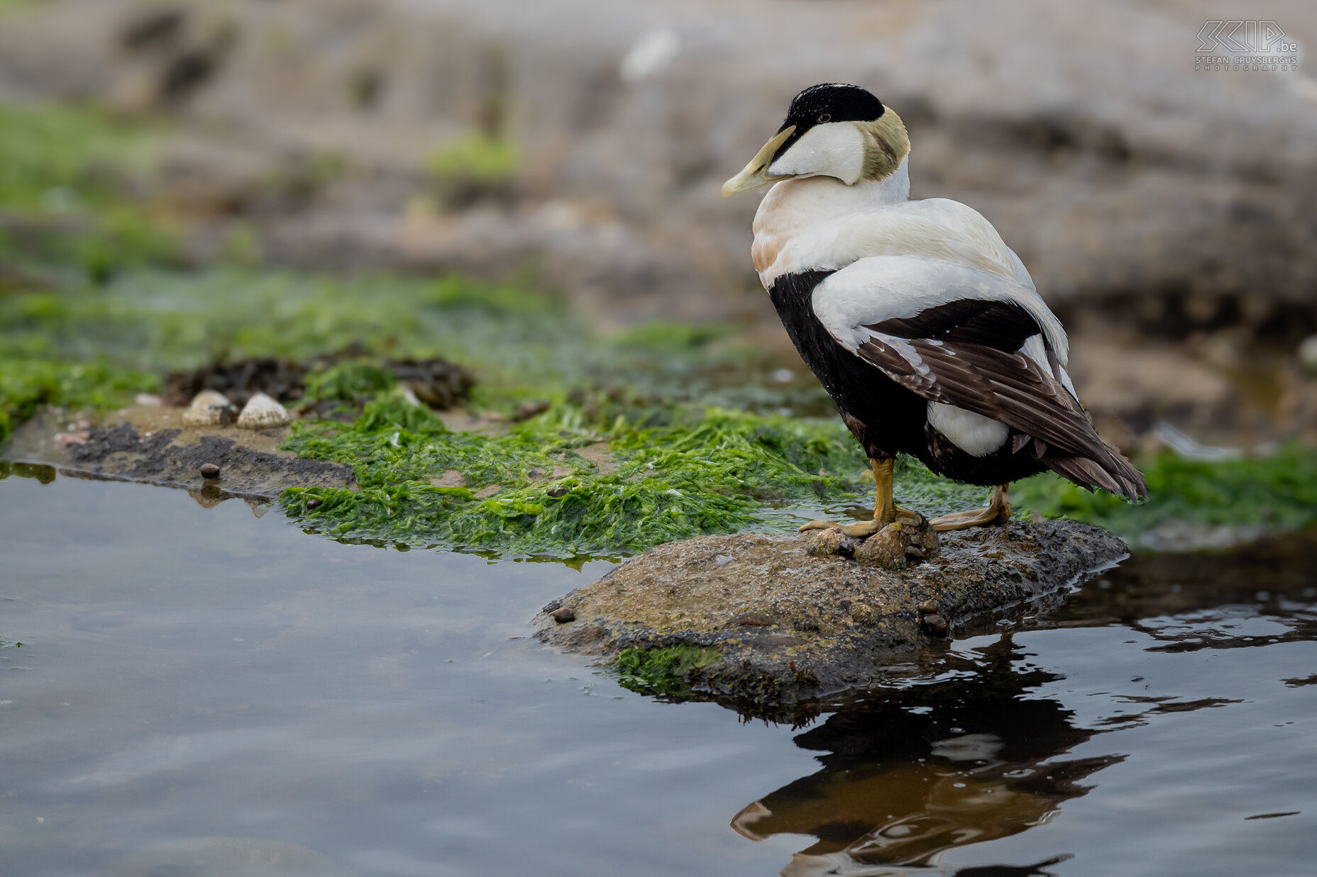 Seahouses - Eider The eider duck is found on the northern coasts of Europe and is a fairly large duck that can fly very fast (up to 110 km/h). They can also swallow shellfish with the shell and crush it in their stomach. Stefan Cruysberghs